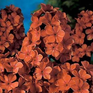 Orange Perfection Phlox