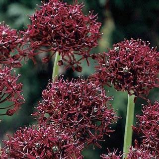 Atropurpureum Allium