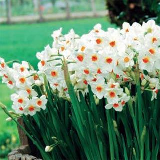Geranium Daffodil Cultivar