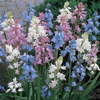 Blue Hyacinthoides