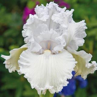 Tall Bearded German Iris Queen of Angels