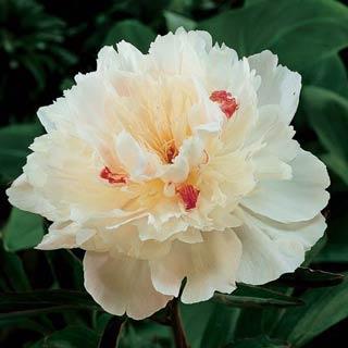 Festiva Maxima Double Peony