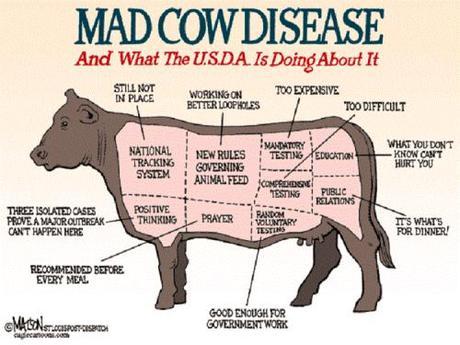 mad cow disease