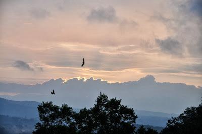 Shy Sunrise...with Crows