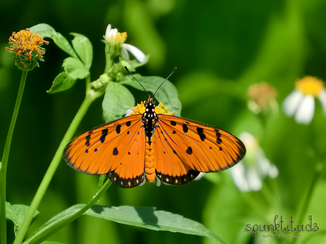 Tawny Coster