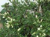 Plant Week: Ligustrum Sempervirens