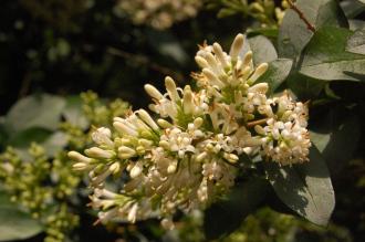 Ligustrum sempervirens Flower (27/07/2013, Kew Gardens, London)