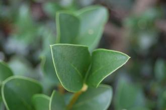 Ligustrum sempervirens Leaf (27/07/2013, Kew Gardens, London)