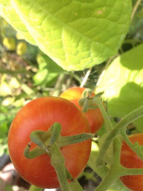 You say tomato, I say passata