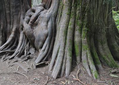 Cedars of the Thuja kind