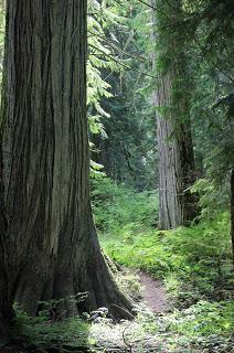 Cedars of the Thuja kind