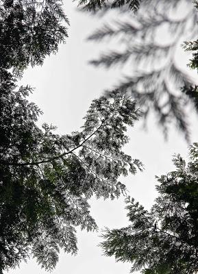 Cedars of the Thuja kind