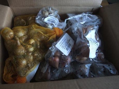 Bulbs have started to arrive