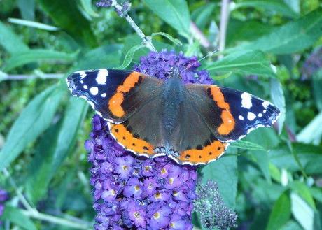 English: Red Admiral Butterfly (Vanessa atalan...