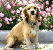 American Cocker Spaniel