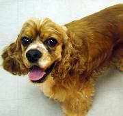 American Cocker Spaniel