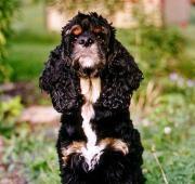 American Cocker Spaniel