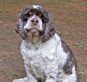 American Cocker Spaniel