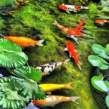 Koi Swimming