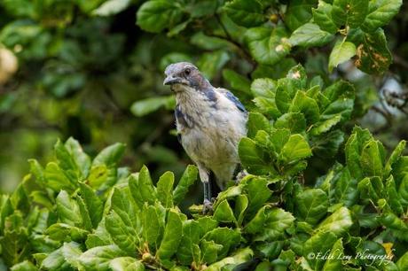 Blue Jay, Nepanthe, Big Sur, California, bird, tree, nature, feathers