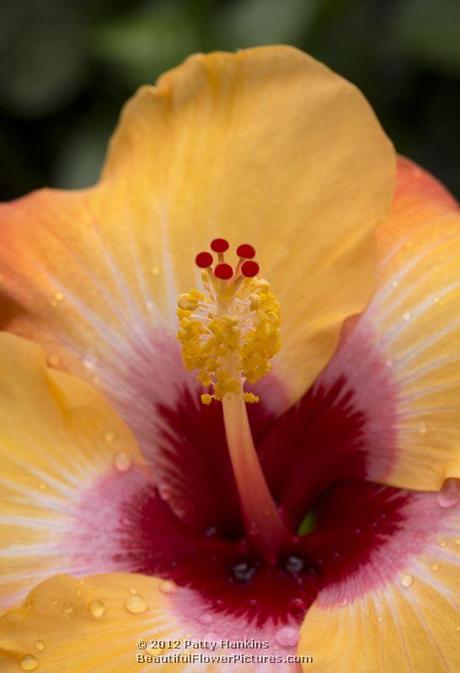 Jason Hibiscus © 2012 Patty Hankins