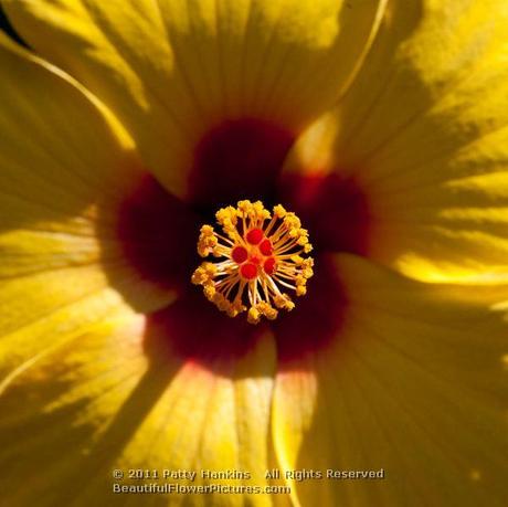 Sunny Wind Hibiscus © 2011 Patty Hankins