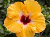 Jason Sunny Wind Hibiscuses