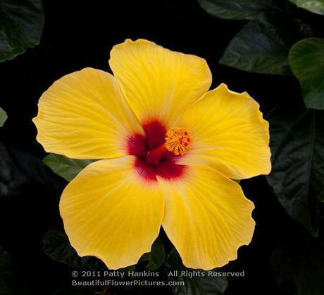 Sunny Wind Hibiscus © 2011 Patty Hankins