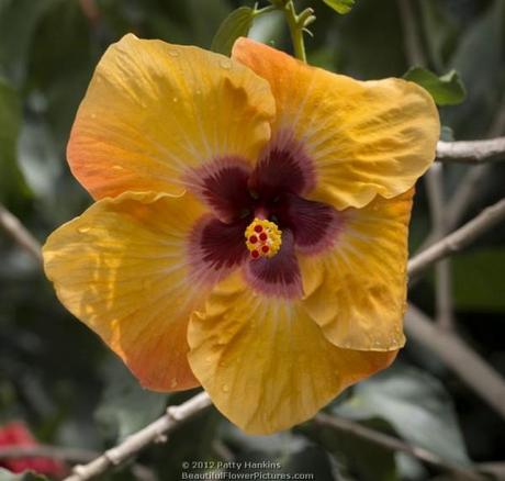 Jason Hibiscus © 2012 Patty Hankins