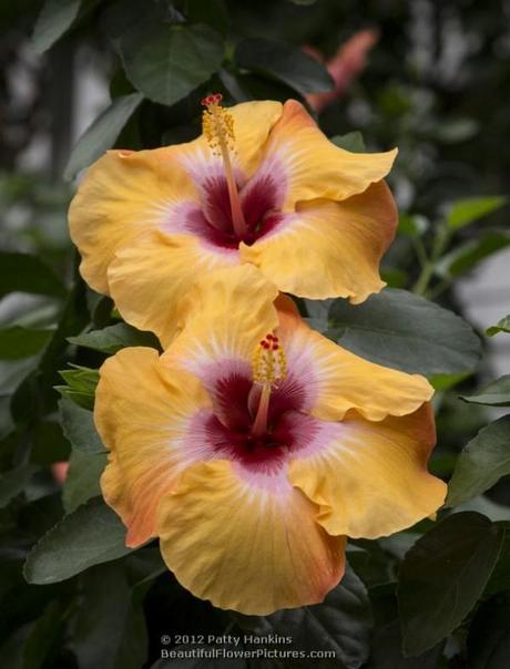 Jason Hibiscus © 2012 Patty Hankins