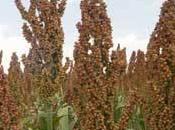 Weekend Roundup: About Sorghum