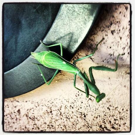 PrayingMantis