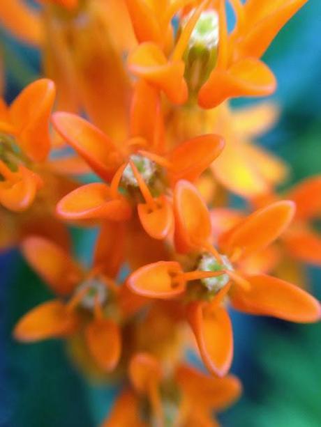 MACRO MONDAY - milkweed