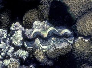 HERON ISLAND, a Jewel in Australia’s Great Barrier Reef