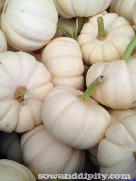 white mini pumpkins