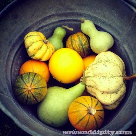 gourds in all shapes and sizes