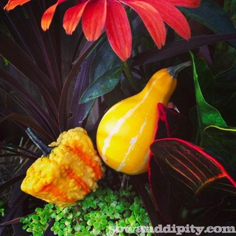 How to use gourds in planters