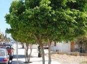Plant Week: Ficus Benjamina
