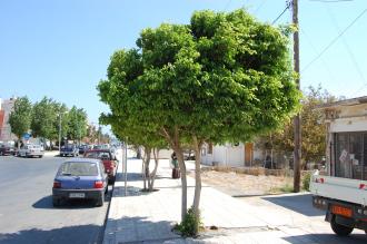 Ficus benjamina (24/08/2013, Sitia, Crete, Greece)