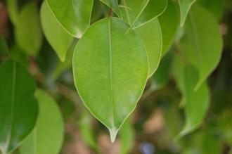 Ficus benjamina Leaf (24/08/2013, Sitia, Crete, Greece)