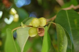 Ficus benjamina Berry (24/08/2013, Sitia, Crete, Greece)