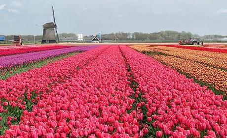 Marvel At Holland's Technicolor Tulip Fields