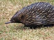 Fascinating Facts: Echidna