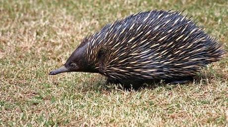 5 Fascinating Facts: Echidna