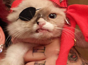 Injured Kitten Becomes Internet Star