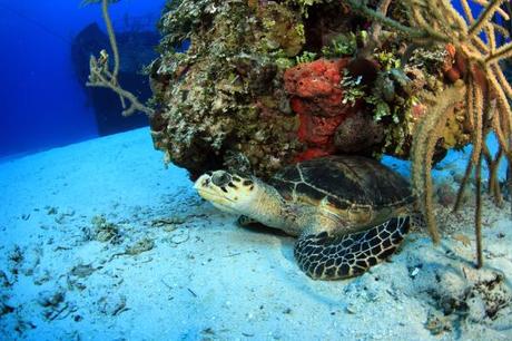 Sea Turtle (c) Stuart's Cove Divers, 2012