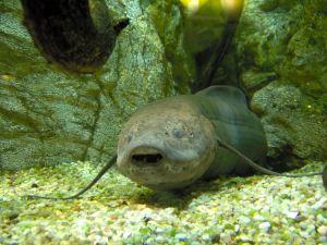 lungfish