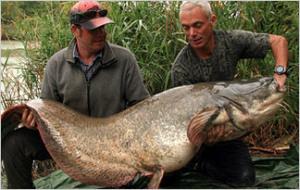 Wels Catfish