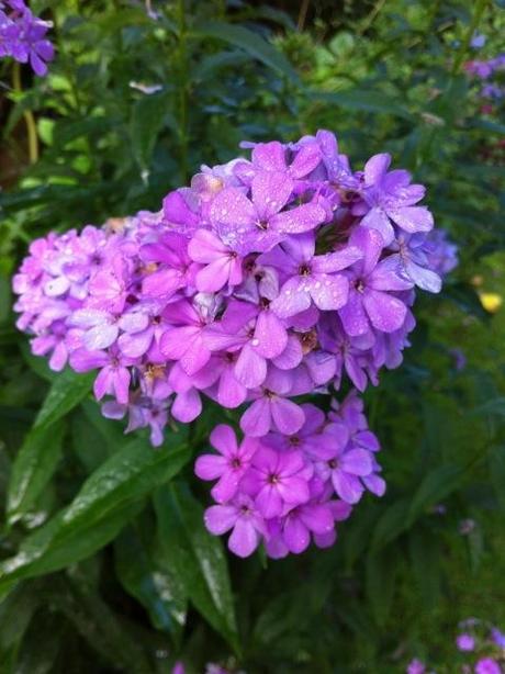 phlox paniculata hesperis in full flower