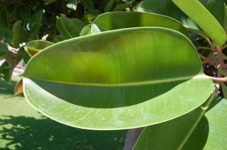 Ficus elastica Leaf (24/08/2013, Sitia, Crete, Greece)